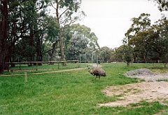 2000 - Australie 121G